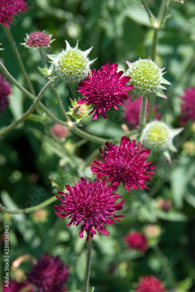 Obraz Knautia Macedonica