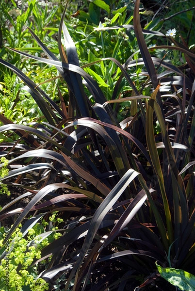 Fototapeta Phormium Platts Black