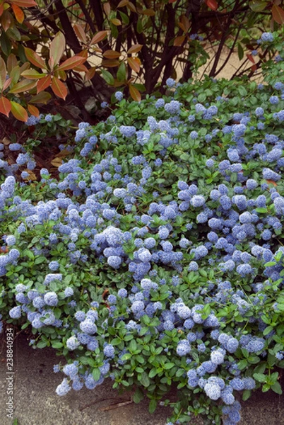 Obraz Ceanothus Thyrsiflorus Repens - Ceanothe