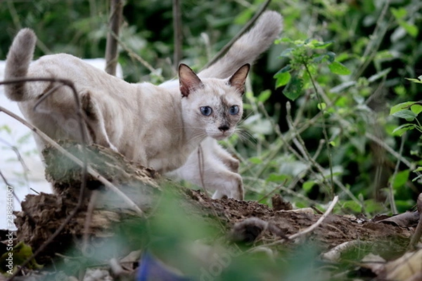 Fototapeta The cats in the forest are staring with interest.