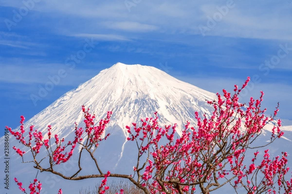 Obraz 富士山と梅の花