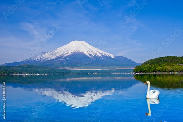 Obraz 富士山と白鳥