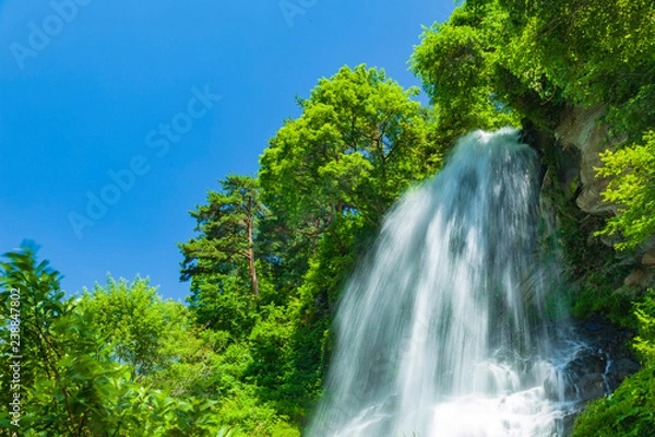 Fototapeta 新緑の滝