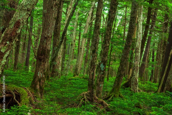 Fototapeta 苔むす森