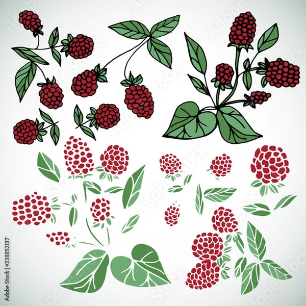 Fototapeta Raspberry. Set. Doodle