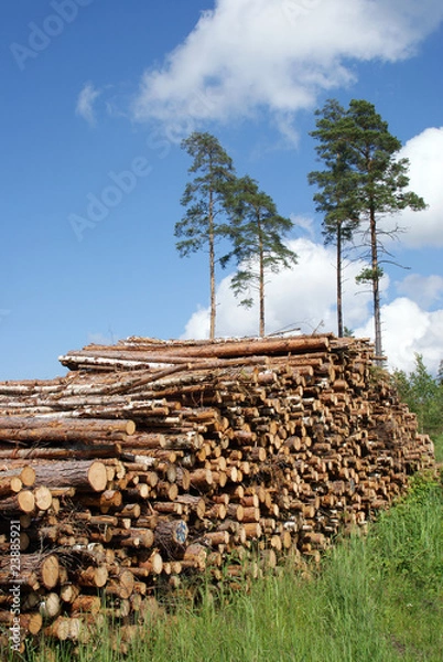 Fototapeta Stack of Timber Logs at Summer