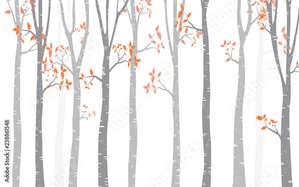 Fototapeta Tree Birch Background