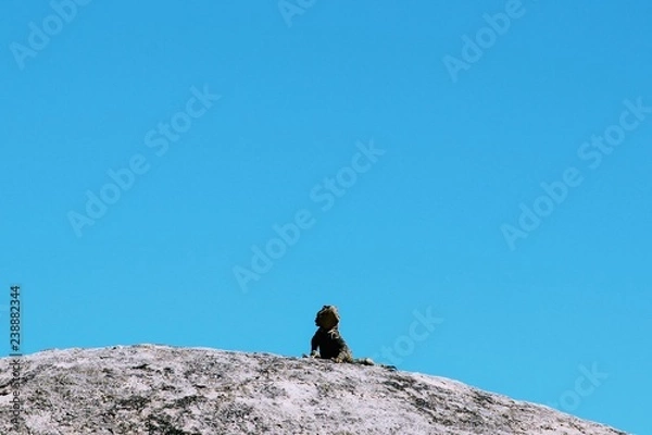 Fototapeta lizard sits on a stone and looks