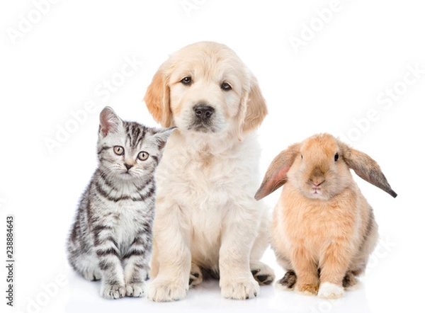 Fototapeta Cat, dog and rabbit sitting together in front view. isolated on white background