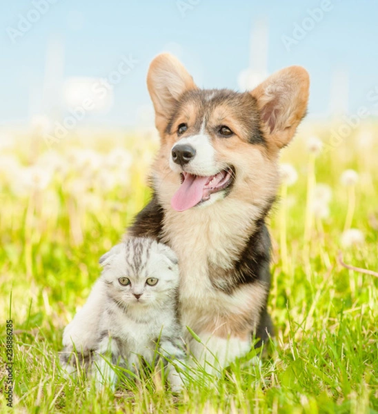 Fototapeta Friendly Pembroke Welsh Corgi puppy hugging tabby kitten on a summer grass