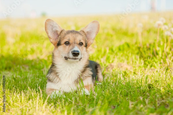 Fototapeta Portrait of a Corgi puppy on summer grass. Empty space for text