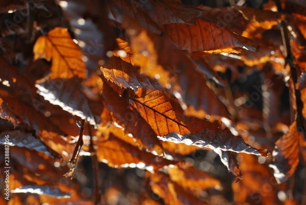 Obraz Hainbuchenhecke im Winter