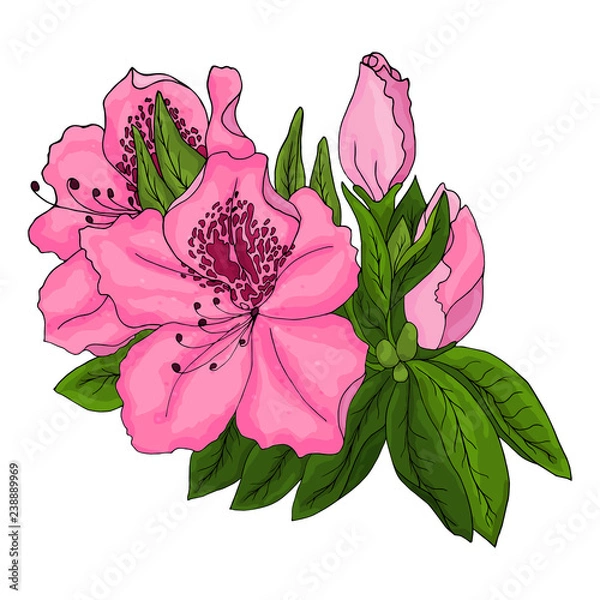 Fototapeta Bright pink azalea flowers with green foliage and unopened buds on a white background. Vector illustration. 