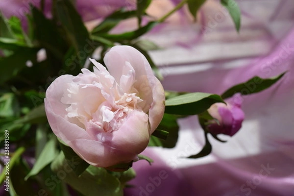 Obraz peony on window