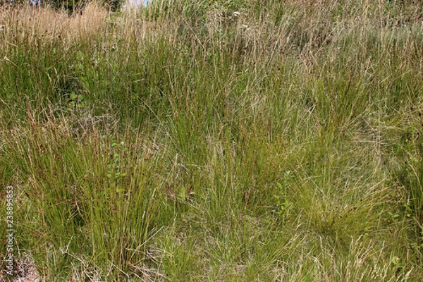 Obraz Tall green grass texture