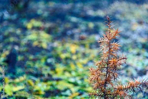 Fototapeta Juniper little orange tree closeup green bokeh background