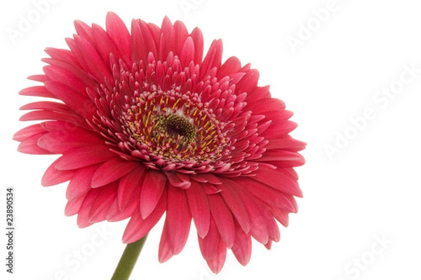 Fototapeta Blüte (Gerbera)