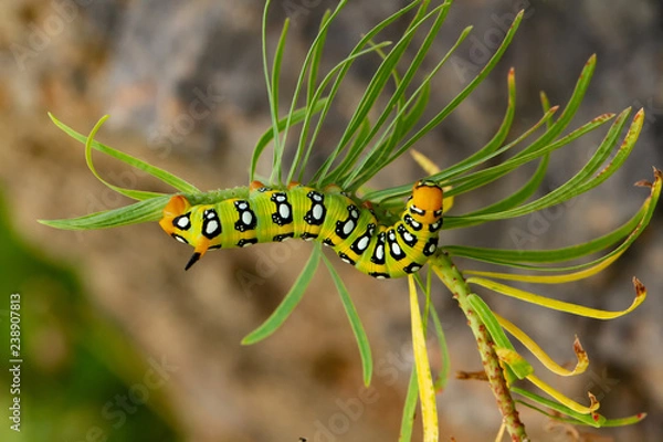 Fototapeta Wolfsmilchschwärmer