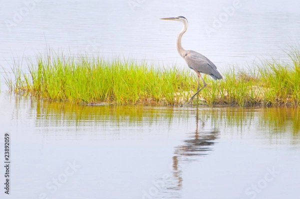 Obraz Blue heron in marsh