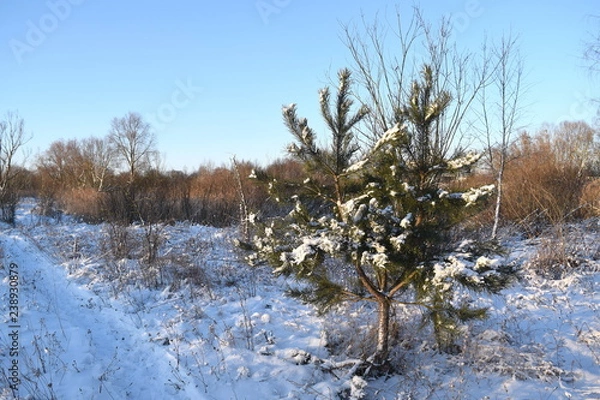 Obraz tree in winter