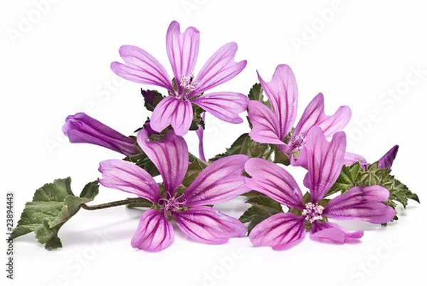 Obraz Fiołkoworóżowy.