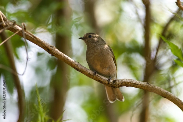 Fototapeta Eastern Green-backed Honeyguide (Prodotiscus zambesiae) perched on a branch in the shade, Nairobi, Kenya, East Africa