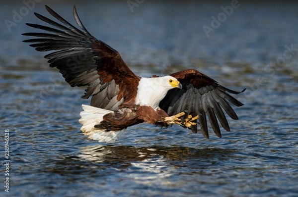 Fototapeta African Fish Eagle (Haliaeetus vocifer) flying with claws to catch fish, Lake Naivasha, Kenya