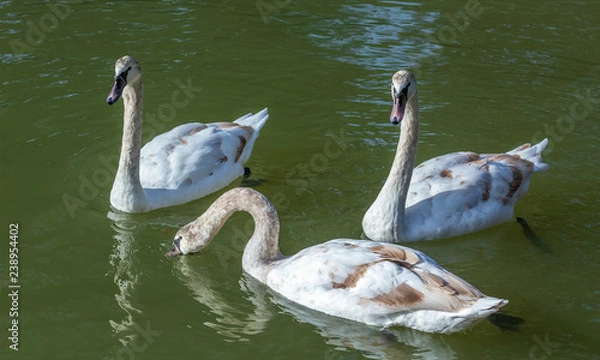 Obraz Three immature swans foraging in Lake Austin