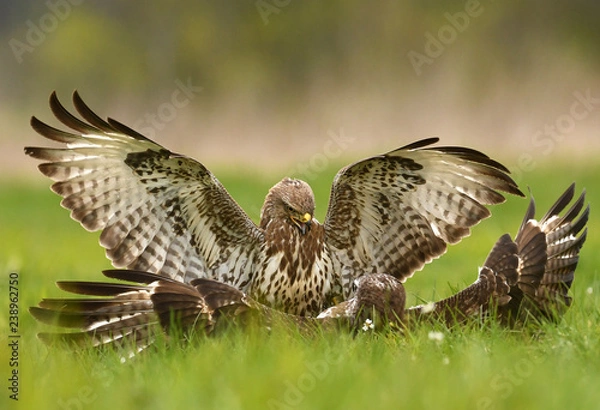 Obraz Common buzzards (Buteo buteo)