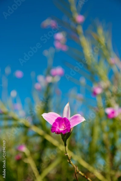 Fototapeta Pink Flower