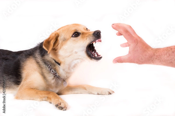 Fototapeta dog biting hand