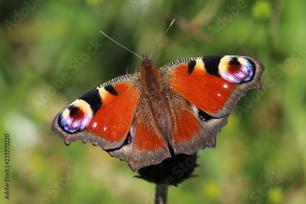 Obraz Peacock butterfly