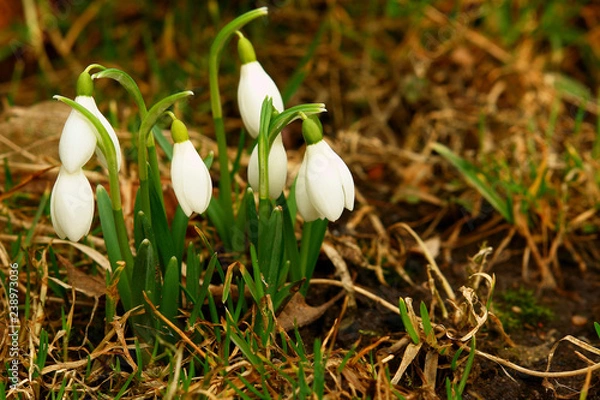 Fototapeta Snowdrop flowers