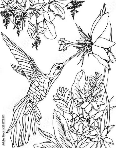 Obraz Hummingbird flying under the flowers and drinking nectar. Zentangle, doodle and line art. Coloring book page for adult.