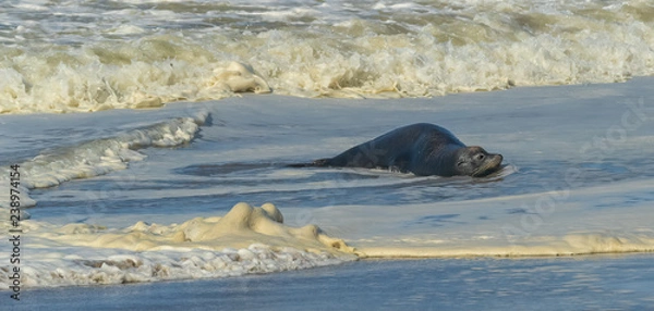 Obraz sea lion basking in the shallow waves on the beach