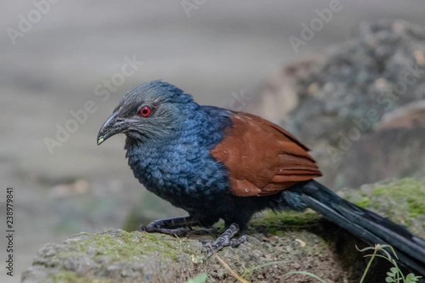 Fototapeta Crow Pheasant