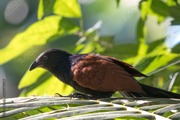 Fototapeta Crow Pheasant
