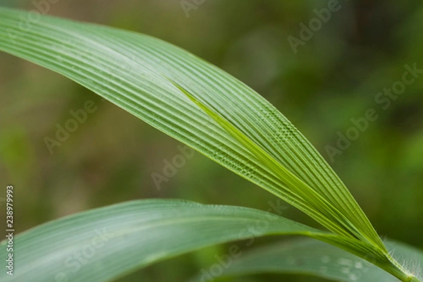 Fototapeta Green Plant leaf Macro - Landscape