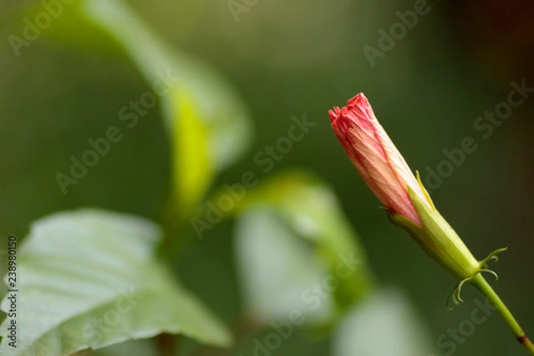 Fototapeta Hybiscus bud- Red Flower Bud