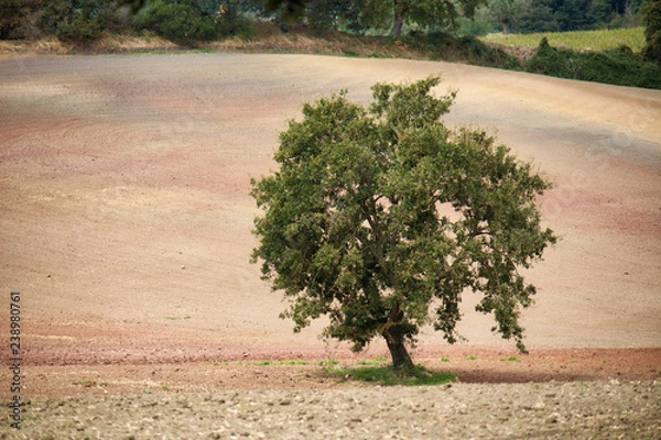 Obraz Lonely tree in a desolate field