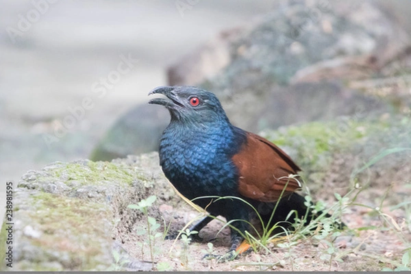 Fototapeta Crow Pheasant 