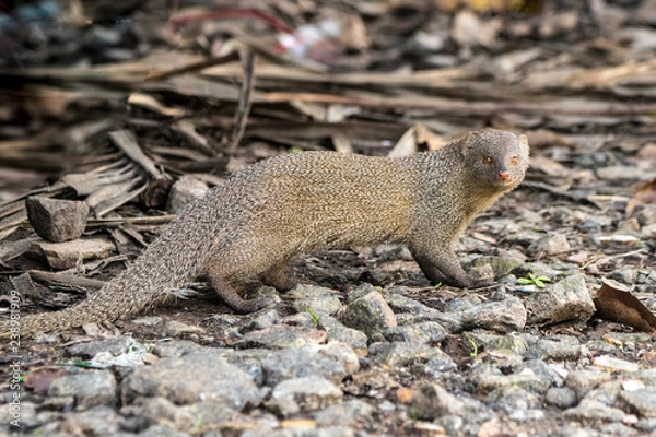 Fototapeta Indian gray mongoose. A monogamous animal.