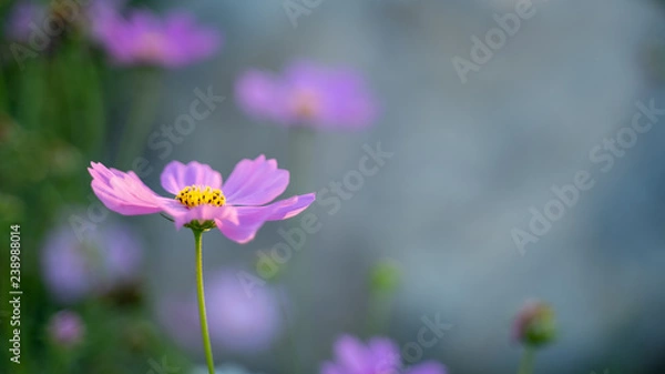 Fototapeta Cosmos flowers on blur background.