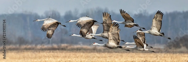 Fototapeta Sandhills Flight Flight in Indiana