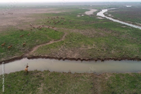 Obraz Nature reserve of milu deer wetland, dafeng district, yancheng city, jiangsu province, China