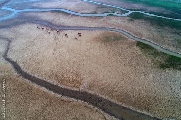 Obraz Nature reserve of milu deer wetland, dafeng district, yancheng city, jiangsu province, China
