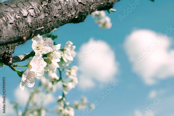 Obraz Spring blossoms and puffy clouds