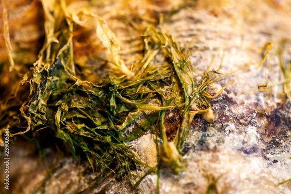 Fototapeta abstract, texture, mussel, shell, cloud, clouds, blue, light, space, orange, sun, dark, color, sunset, grunge, yellow, black, red, fire, backdrop, galaxy, bright, moon, astronomy, nebula, night, brown