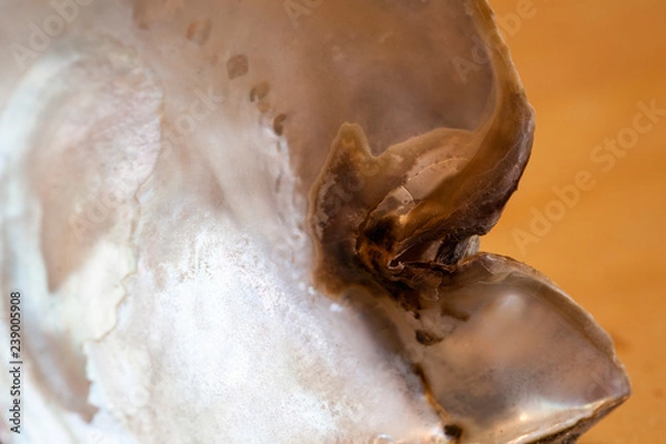 Fototapeta abstract, texture, mussel, shell, cloud, clouds, blue, light, space, orange, sun, dark, color, sunset, grunge, yellow, black, red, fire, backdrop, galaxy, bright, moon, astronomy, nebula, night, brown