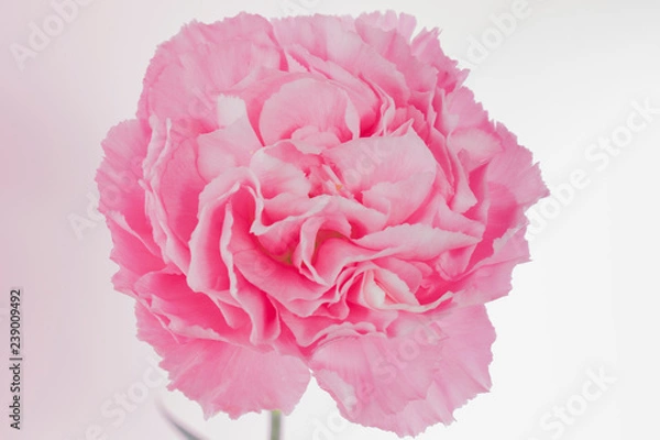 Obraz 
Pink carnation on pink background